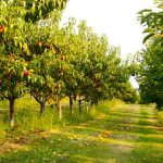 Srpnový řez: Po sklizni péči o ovocné stromy nekončí 4