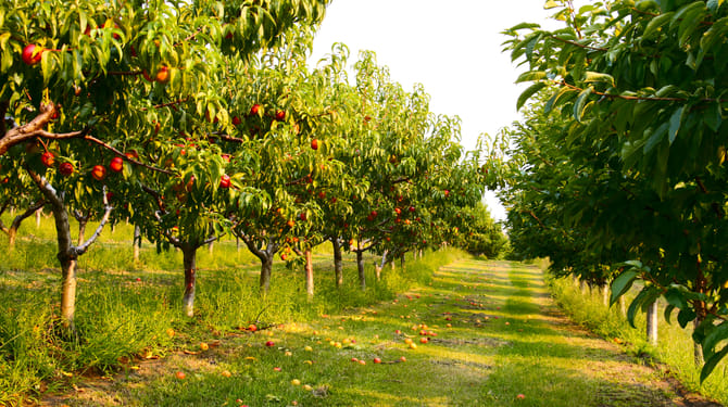 Srpnový řez: Po sklizni péči o ovocné stromy nekončí 1