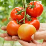 Rajčata, okurky a dýně: Vypěstujte si ty nejlepší plody 4
