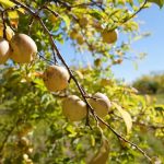 Pěstujte jabloně po novém: Ekologické pěstování 5