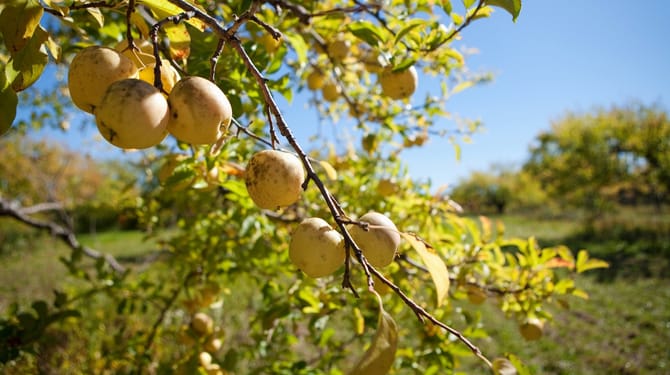 Pěstujte jabloně po novém: Ekologické pěstování 1