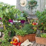 Pěstovat si zeleninu doma na balkoně? Není to nic složitého 4