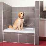 Sprcha pro psa: Jak bezpečně umýt miláčka a na co si dát pozor? 5
