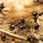 Jak se zbavit mravenců u Vás doma 6
