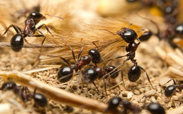 Jak se zbavit mravenců u Vás doma 1