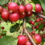 Máme pro vás 5 skvělých tipů na populární odrůdy jabloní 5