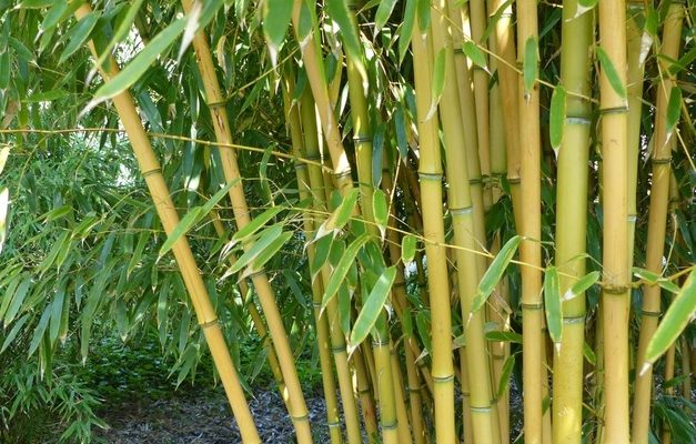 Jak správně pěstovat bambus 1